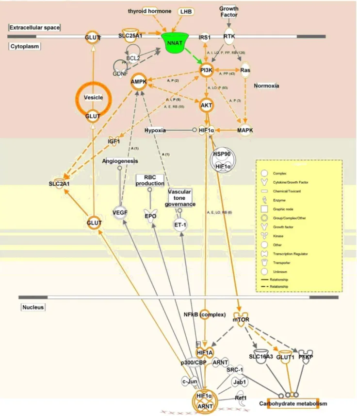 Figure 5. Gene-interaction network analysis of NNAT . Solid lines represented direct regulation and dashed lines represent deduced regulation.