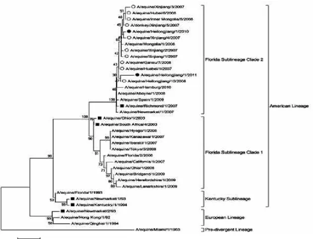 Fig. 1:  Based on maximum composite likelihood model, a neighbor-joining phylogenetic tree is constructed by H A1 subunit proteins of selected  thirty-five H 3N 8 EIVs