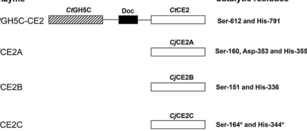 Figure 1. Schematic of the Molecular Architecture of the Enzymes Investigated in This Study