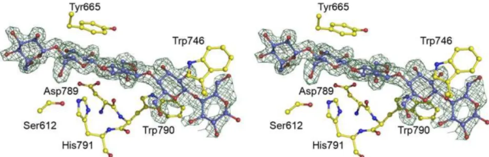 Figure 4. Binding of CE2 Esterases to Cellulose