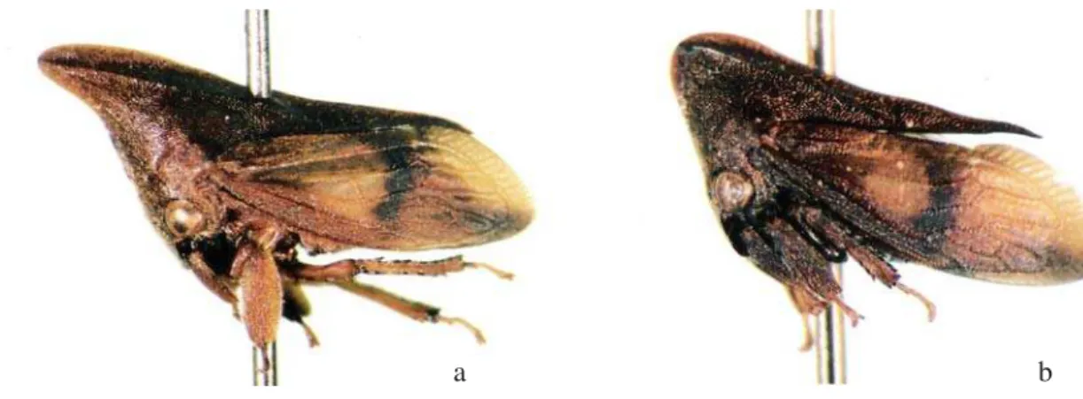 Fig. 1. Enchenopa euniceae  sp. n. a - Holótipo fêmea; b - Parátipo macho.