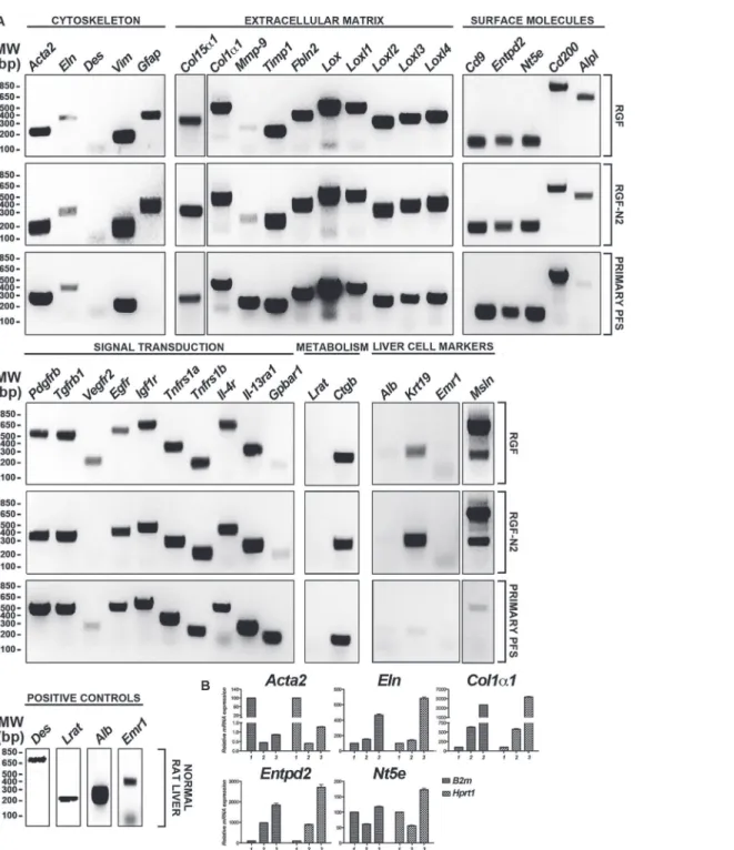 Fig 1. Phenotypic characterization of immortalized rat portal fibroblastic RGF and RGF-N2 cell lines by RT-PCR