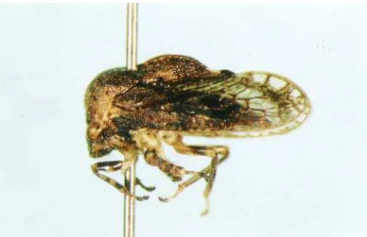 Fig. 1. Fêmea de Paracentronodus nevesi Barreira &amp; Sakakibara, 2001.