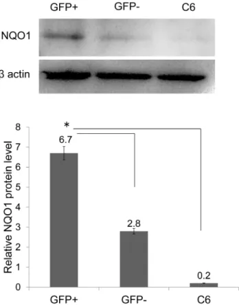 Figure 5. Expression of NQO1 in GFP-positive cells after transfection. Quantification of western blots revealed that  GFP-positive cells expressed NQO1 protein prior to treatment with H 2 O 2
