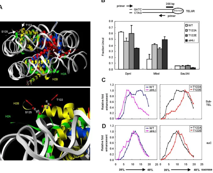 Figure 2. Silent chromatin in htb1-T122E is less accessible and more compact. (A) Stereo view of T122 and S125 of H2B at the yeast nucleosome core particle