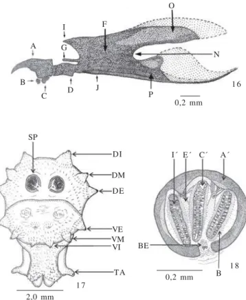 Tabela I. Desenvolvimento dos ínstares larvais de Chrysomya putoria (Wiedemann, 1818), representado pelo tamanho (mm), criadas em carne bovina em início de decomposição e mantidas em câmara climatizada regulada a 27 + 1 ° C, 60 + 10 % U.R