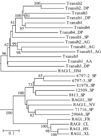 Figure 2. Diversity of the Transib TPases and RAG1 Core–Like Proteins in Animals