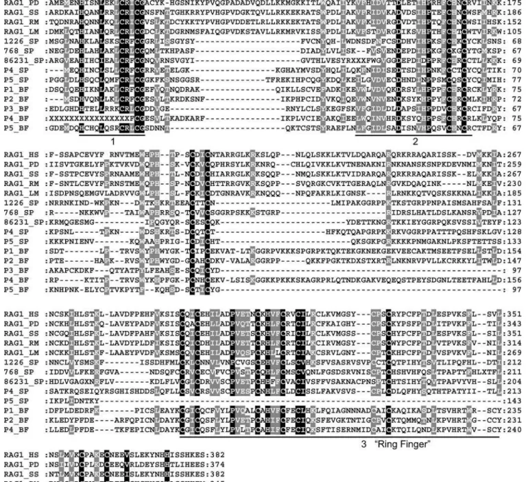 Figure 6. Multiple Alignment of the RAG1 N-Terminal Domain and Sea Urchin Protein Sequences