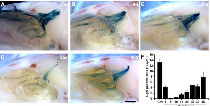 Figure 1. M72 olfactory circuit is restored following ablation by methimazole administration