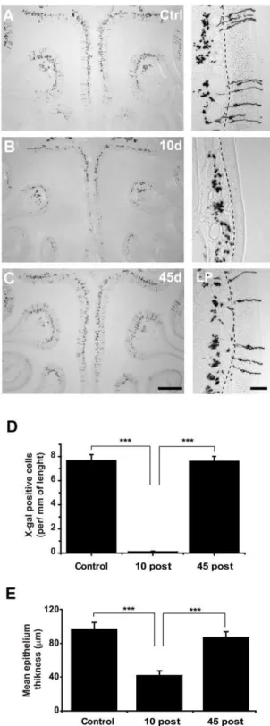 Figure 4C shows a representative image of regenerated, mis- mis-targeted M72 axons, most of them single fibers not coalescing with other major M72-positive glomeruli (arrows)