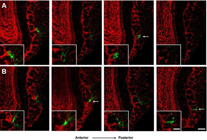 Figure 5. I7 glomerular circuit is restored 45 days after methimazole-induced lesion. Representative images of serial coronal slices of bulbs from I7-IRES-tauGFP mice are shown