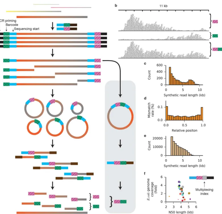 Fig 1. A method for assembling synthetic long reads. (a) Schematic of the approach. A supplemental barcode-pairing protocol (grey box) resolves the two distinct barcodes affixed to each original target molecule