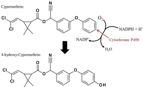 Fig 9. In pyrethroids with a phenoxybenzyl moiety, P450 enzymes catalyze the hydroxylation from, e.
