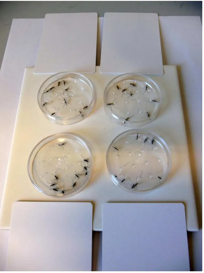 Fig 1. The arrangement of the mosquito containing Petri dishes on a glazed tile with an active ingredient-treated surface.