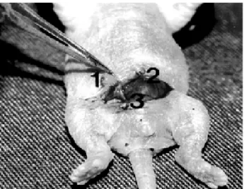 Figura 1 - Foto do rato recém-nascido operado mostrando o testículo (1), bexiga (2) e o gubernaculum testis (3).