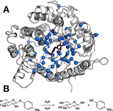 Fig 1. Structure and catalyzed reaction of BglB. (A) Structure of BglB in complex with the modeled p- p-nitrophenyl-β-D-glucoside (pNPG) used for design