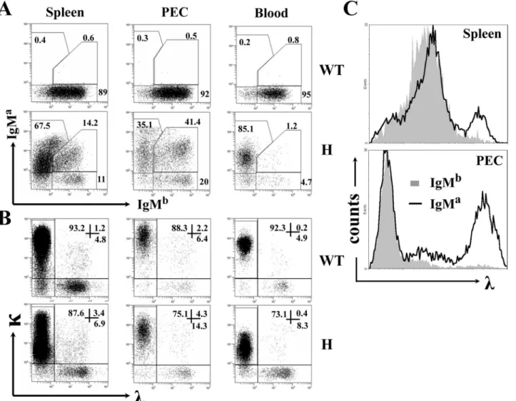 Fig 1. H and L chain expression on peripheral B cells from TgV H 3B4I. (A) Allelic inclusion of IgH chain on peripheral B cells