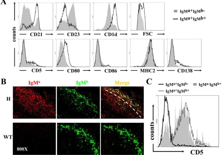 Fig 2. Accumulation of B cells with allelic inclusion in the MZ of spleen and their differentiation into B-1a subset in PEC of TgV H 3B4I mice