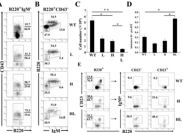 Fig 3. Assessment of B cell development in the BM of transgenic mice. BM cells from the indicated mouse strains were stained with anti-B220, anti- anti-CD43, and anti-IgM, and were analyzed by FACS