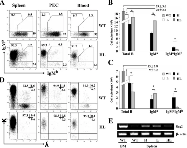 Fig 4. High allelic exclusion of H and L chains in peripheral B cells of TgV H/L 3B4 mice