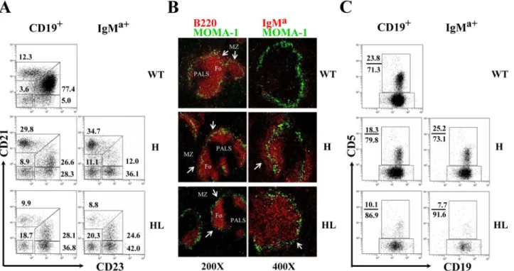 Fig 5. Analysis of B cells development in spleen and PEC of transgenic mice. (A) The phenotype of B cells in the spleen of TgV H 3B4I and TgV H/L 3B4 mice