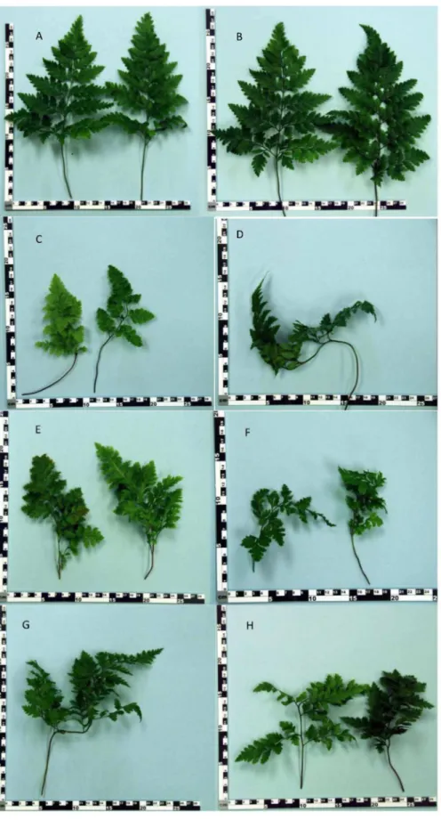 Figure 2. Recreation of FDS symptoms of frond deformities by inoculation with fluorescent pseudomonads from diseased plants.