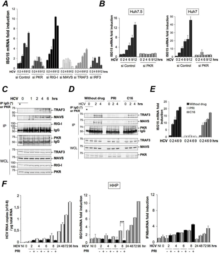 Figure 5. HCV-dependent induction of ISG15 involves PKR, MAVS and TRAF3 and not RIG-I