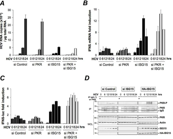 Figure 3. ISG15 strengthens the pro-HCV activity of PKR. (A–B). The Huh7.25.CD81 cells were transfected with 25 nM of the different siRNA (Control, ISG15, PKR), separately or together