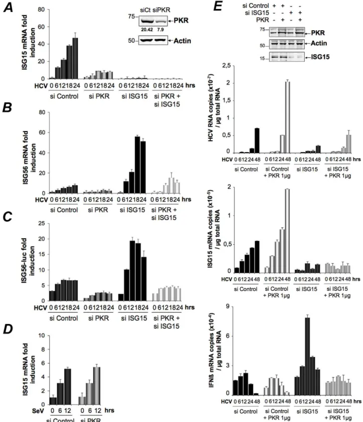Figure 4. HCV triggers a PKR-dependent pathway early in infection to induce ISG15 and other genes
