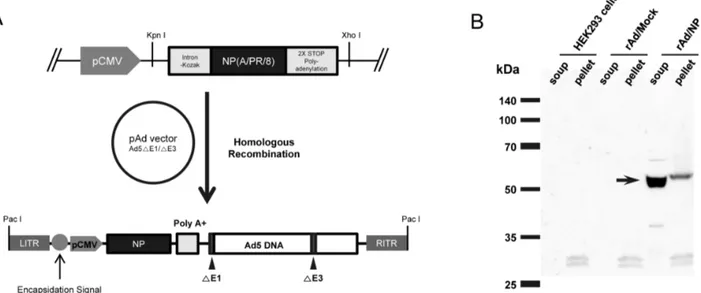 Figure 1.  Generation of replication-defective adenovirus expressing NP gene of influenza virus (rAd/NP)