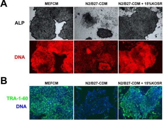 Figure 1. Knockout serum replacement (KOSR) stimulates hESC self-renewal. (A) HUES9 cells cultured for five passages in the indicated media were fixed and stained for alkaline phosphatase (ALP) activity (top row) or stained with propidium iodide to visuali