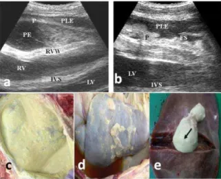 Fig.  5:  a)  Echocardiogram  of  a  cow  with  suppurative  TP  showing  anechoic  pericadial  effusion  (PE)  with  echogenic  sediment,  pleural  effusion  (PLE),  thickened  pericardium  (P)  and  increased  right  ventricle  (RV)