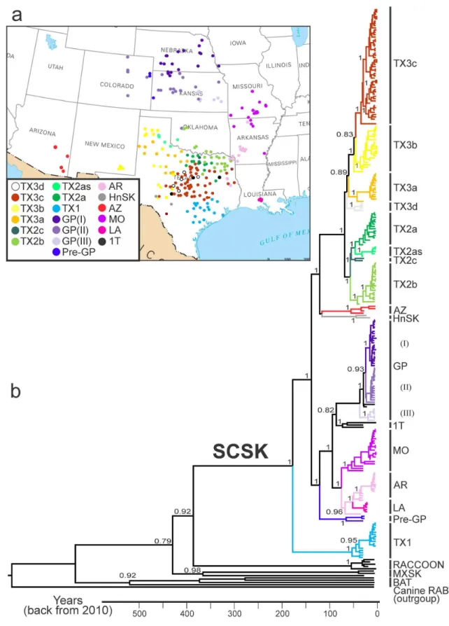 Figure  1.    Map  (a)  and  maximum  clade  credibility  tree  (b)  of  SCSK  G  gene  sequences  used  in  the  study