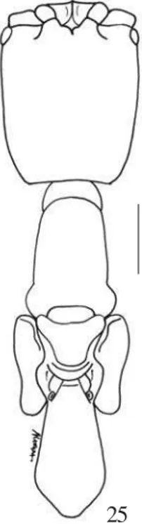 Fig. 25. Apenesia elongata: fêmea, cabeça e mesossomo, dorsal (escala