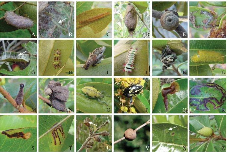 Fig. 3. Algumas espécies de insetos fitófagos associados a Byrsonima sericea no PNRJ. Os aspectos ecológicos de cada uma das espécies identificadas estão descritos no texto