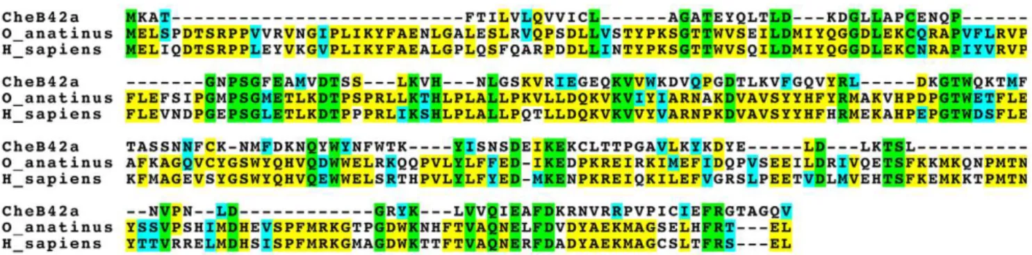 Figure 1. CheB42a encodes a protein with sequence similarity to aryl sulfotransferase 1A