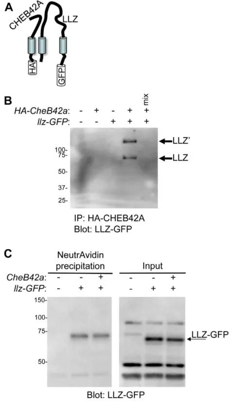 Figure 5. CHEB42A and LLZ can form a protein complex. A. Schematic of transfected proteins