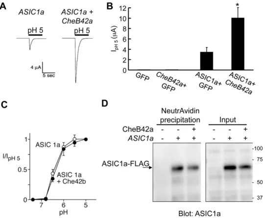Figure 6. CHEB42A increases current from the mammalian DEG/ENaC protein ASIC1a. A–C. Effect of CHEB42A on H + -gated ASIC1a currents