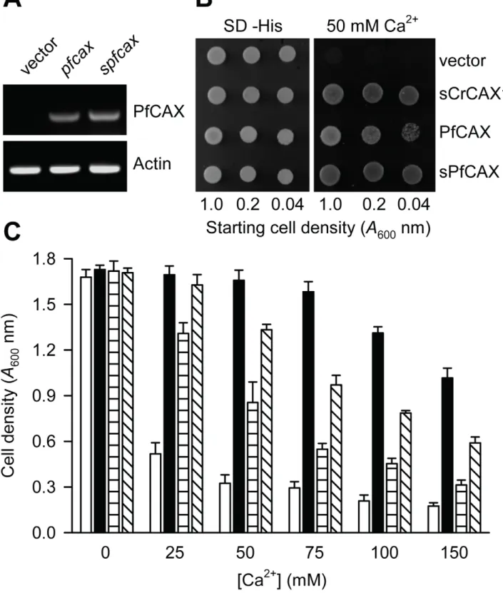 Figure 2. Ca 2+ tolerance of yeast mediated by PfCAX. (A) RT-PCR analysis of pfcax and spfcax expression in yeast compared with yeast transformed with the empty vector control