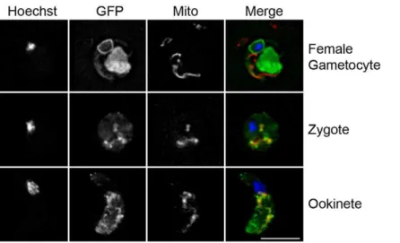 Figure 4. PbCAX-GFP localisation. High resolution deconvolution microscopy images of a live female gametocyte shortly after activation and a female gamete/zygote and an ookinete 24 h post activation expressing PbCAX-GFP and co-stained with MitoTracker Red 