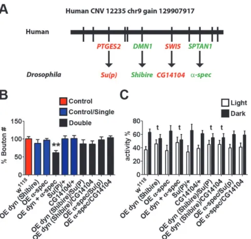 Fig. 5B), we show that only particular pairwise combinations of dosage change generate inter- inter-actions that yield neurological phenotypes comparable to those observed in the monogenic models (Figs
