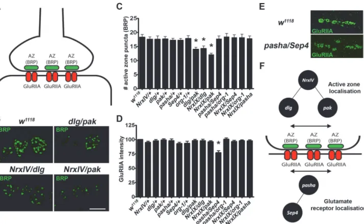 Fig 7. Different genetic interactions effect distinct synaptic defects suggesting that distinct molecular aetiologies underlie ASD
