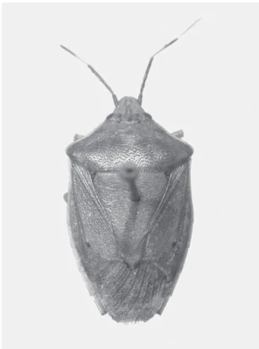 Fig. 1. Serdia  indistincta,  sp. nov. macho, 13 cm.