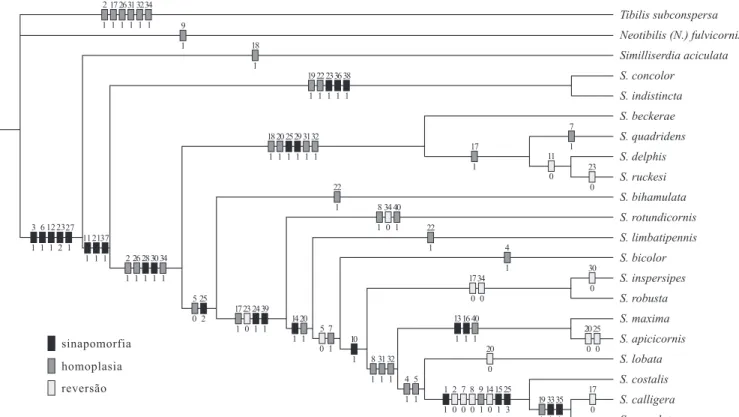 Fig 136. Cladograma.mostrando as relações filogenéticas das espécies de Serdia e a distribuição dos caracteres