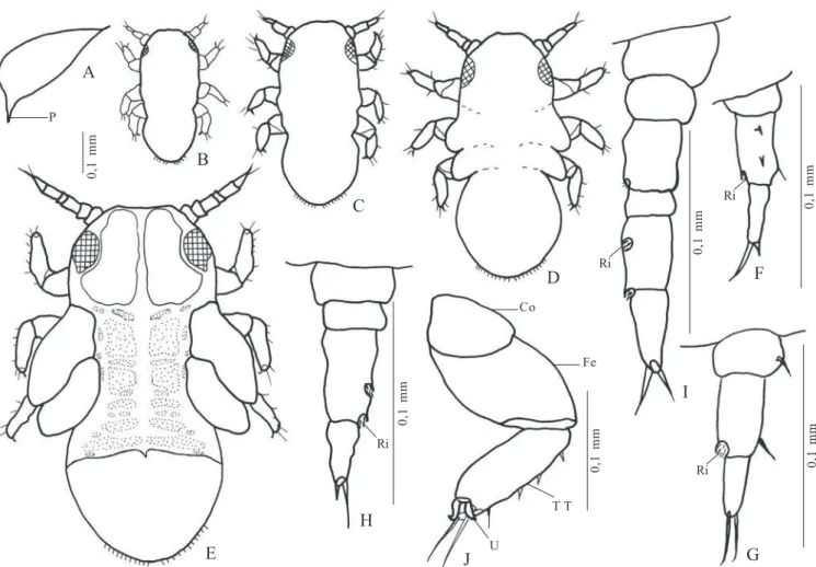 Fig. 1. Ctenarytaina spatulata Taylor, 1997. A, ovo; B – E. ninfas: B, 1 o  ínstar; C, 2 o  ínstar; D, 3 o   ínstar; E, 4 o  ínstar; F - I