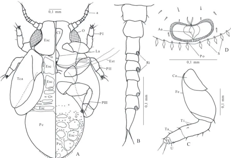 Fig. 2. Ctenarytaina spatulata Taylor, 1997. A, ninfa de 5 o  ínstar; B, antena; C, perna metatorácica; D, ápice do abdômen, ventral