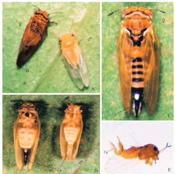 Fig. 3. Ctenarytaina spatulata Taylor, 1997. A, macho recém emergido; B, fêmea; C, fêmea com abdômen listrado; D, fêmea e macho, vista ventral; E, macho, vista lateral