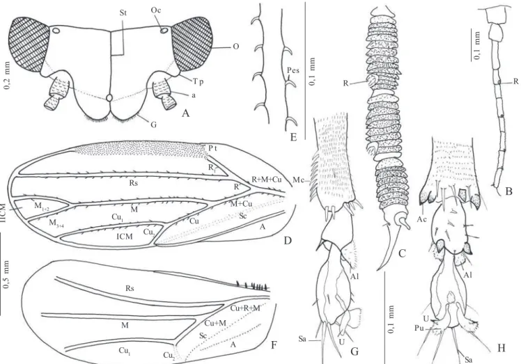 Fig. 4. Ctenarytaina spatulata Taylor, 1997. A, cabeça, dorsal; B, antena; C, ápice da antena; D, asa anterior; E, detalhe da veia M; F, asa posterior;