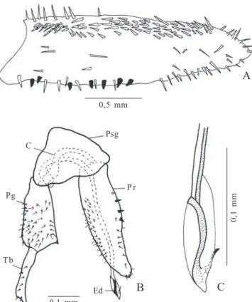 Fig. 5. Ctenarytaina spatulata Taylor, 1997. Terminália do macho. A, parâmero; B, terminália, vista lateral; C, ápice do edeago