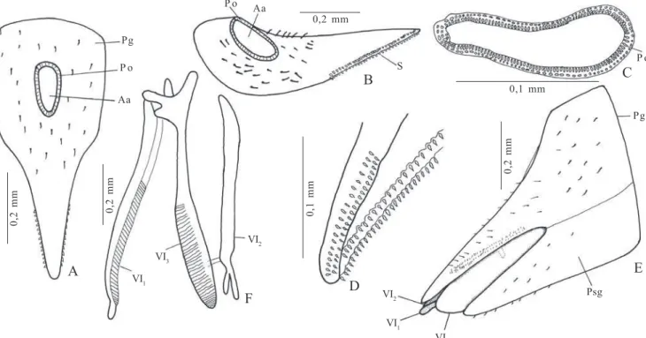 Fig. 6. Ctenarytaina spatulata Taylor, 1997. Terminália da fêmea. A, pigóforo, vista dorsal; B, pigóforo, vista látero-dorsal; C, detalhe do círculo de poros anais; D, ápice do pigóforo com setas lanceoladas; E, pigóforo, placa subgenital, valvas, vista la